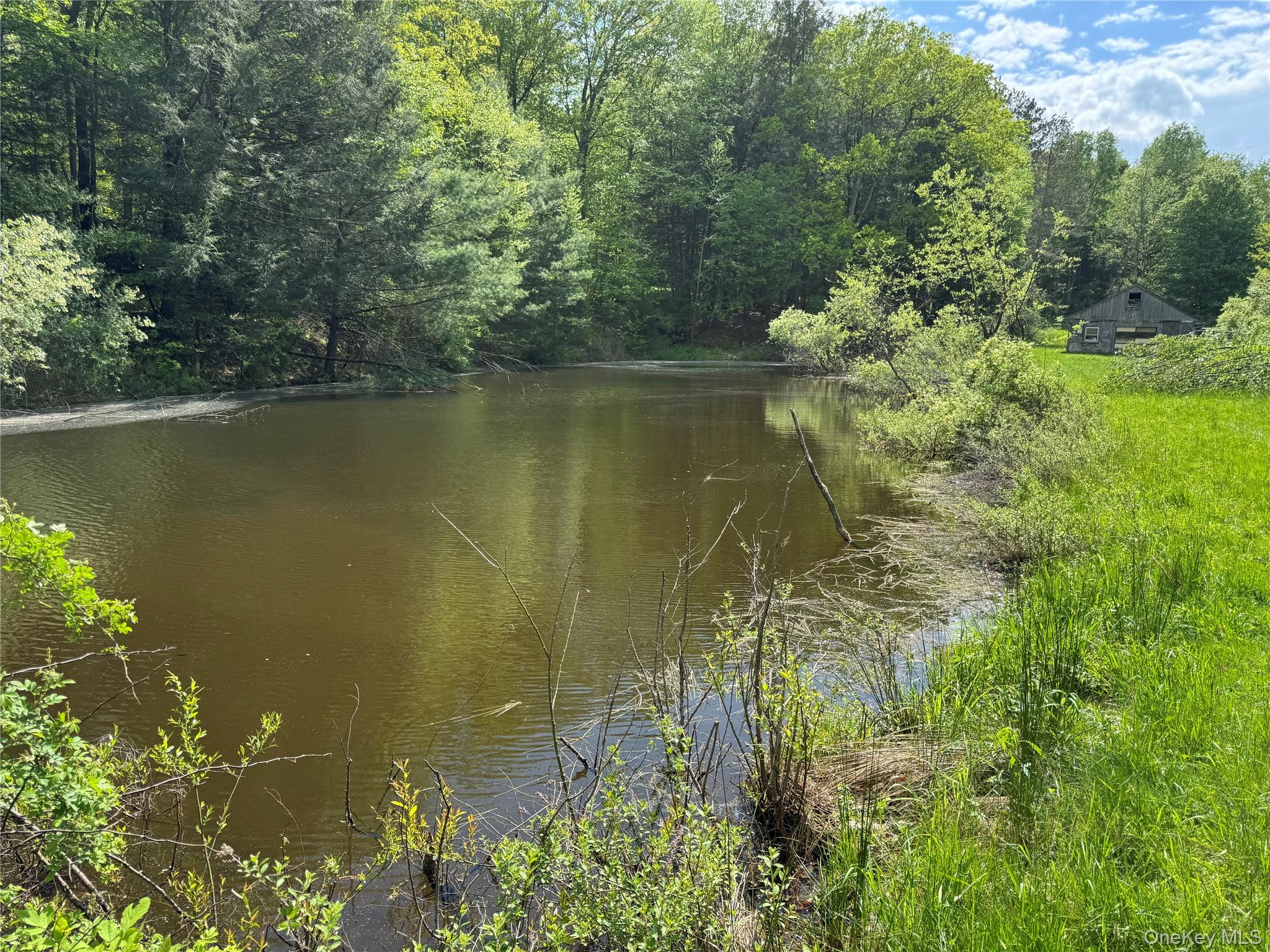 Pond