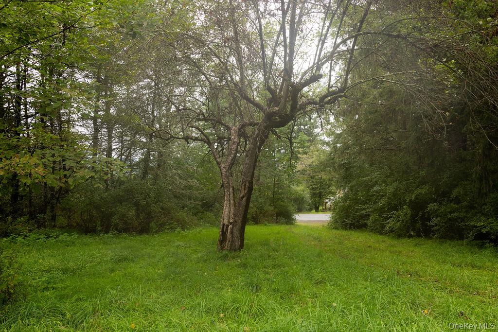 Photo 46