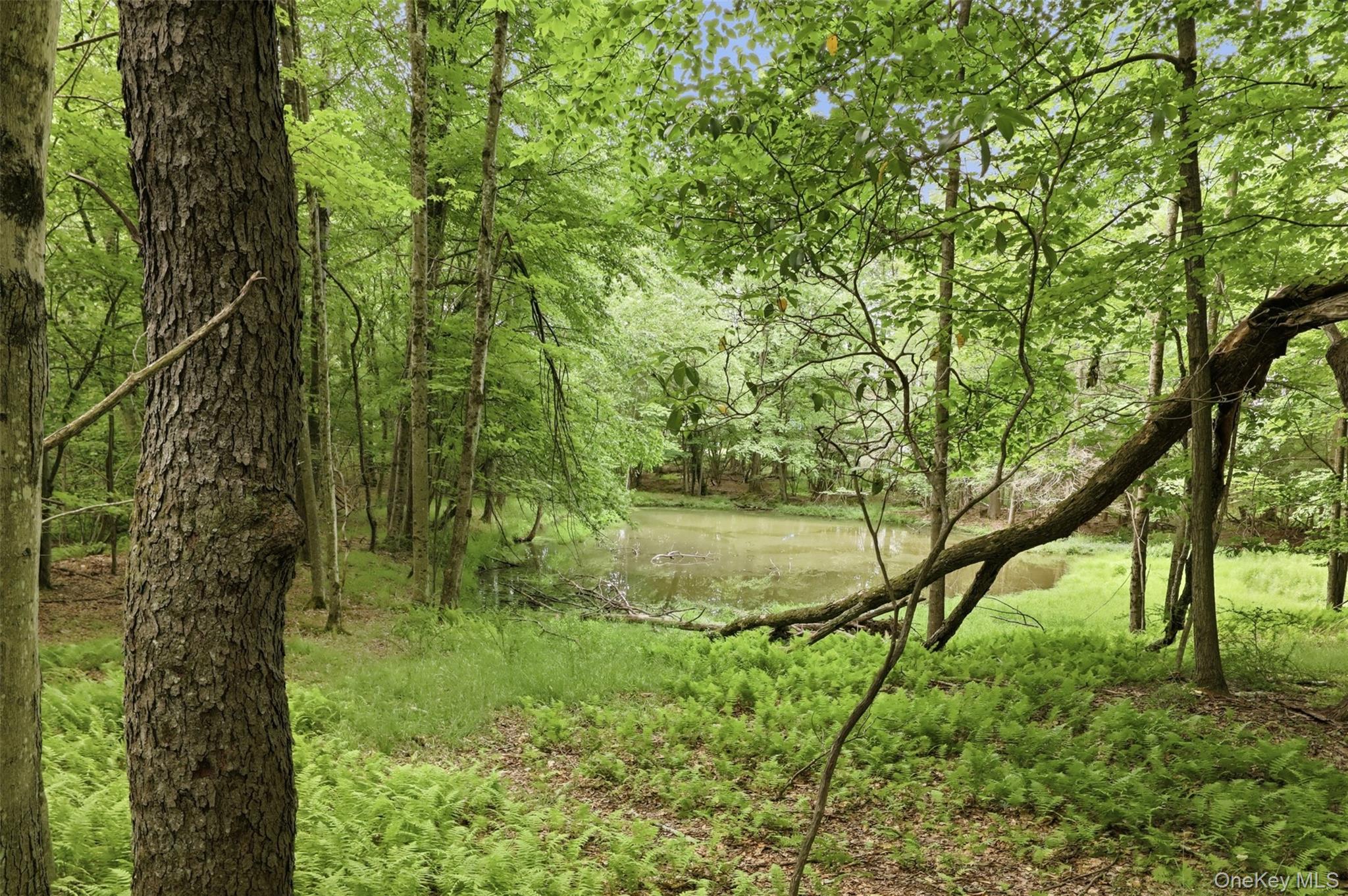 Pond