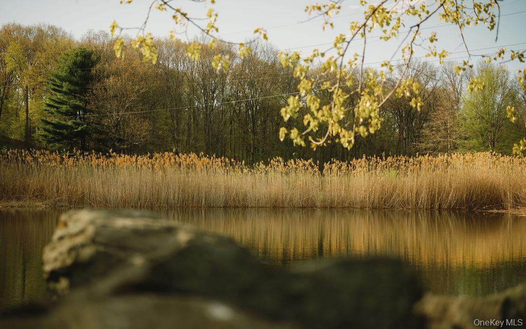Pond