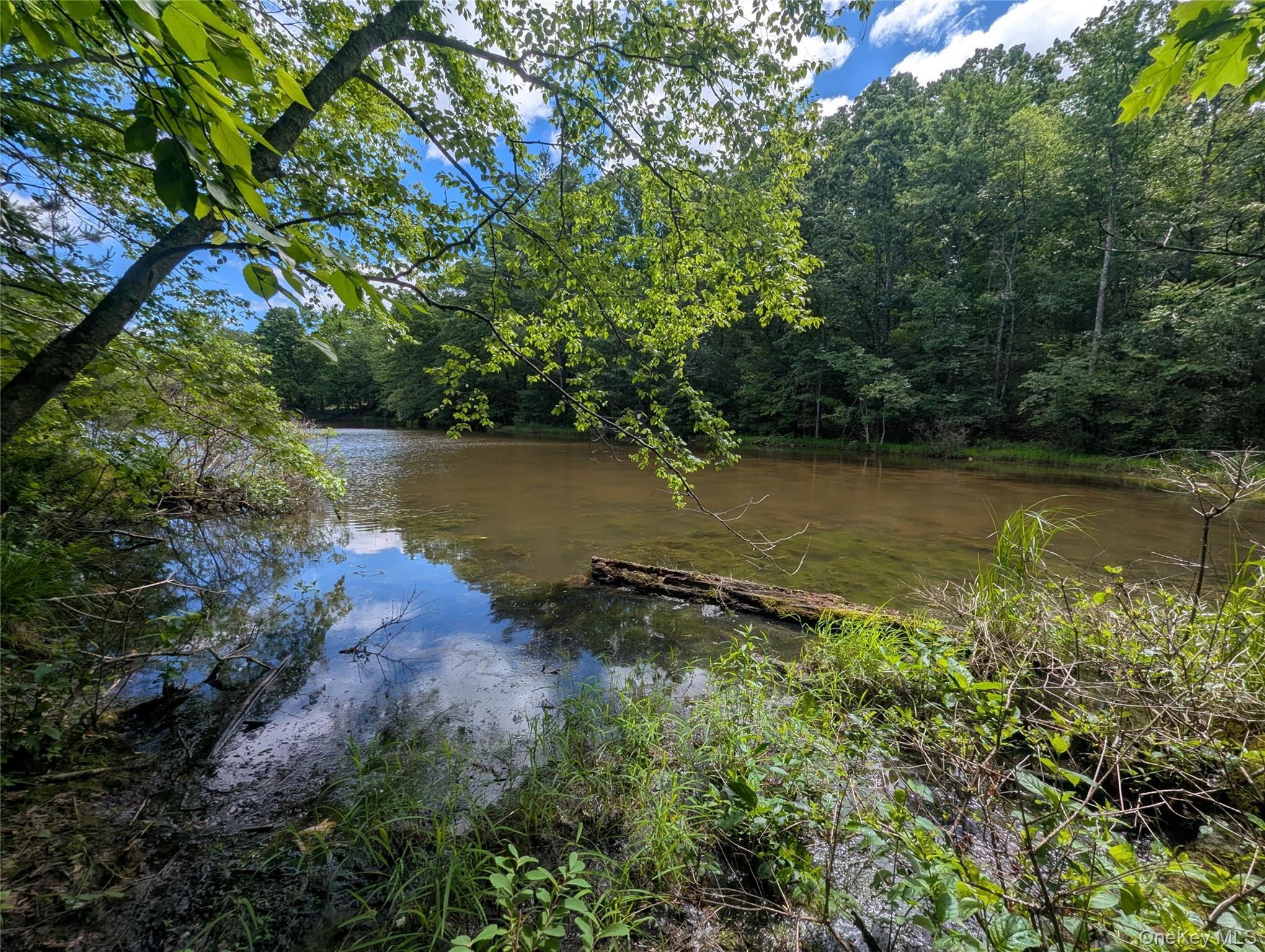 Pond