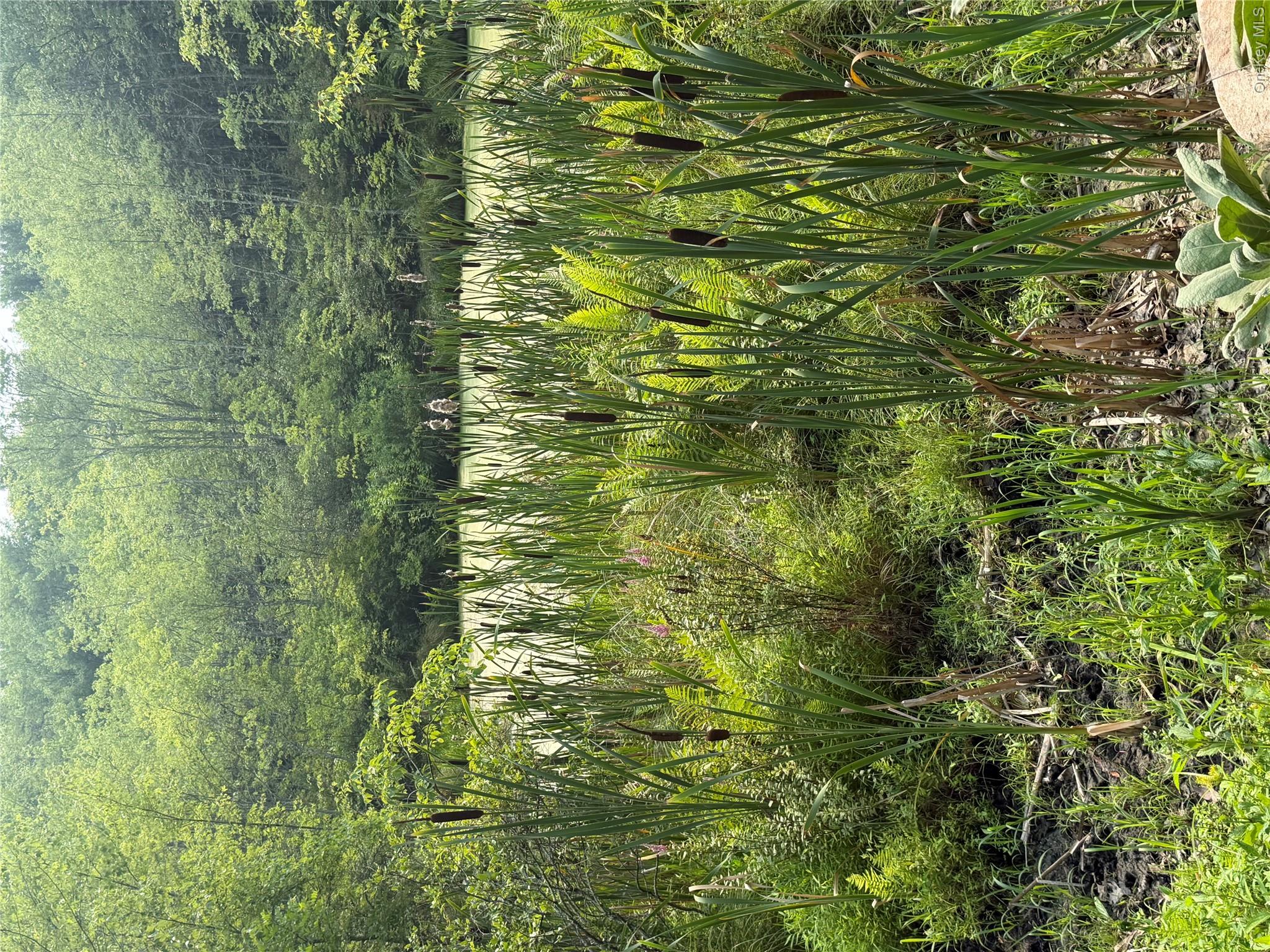 Pond
