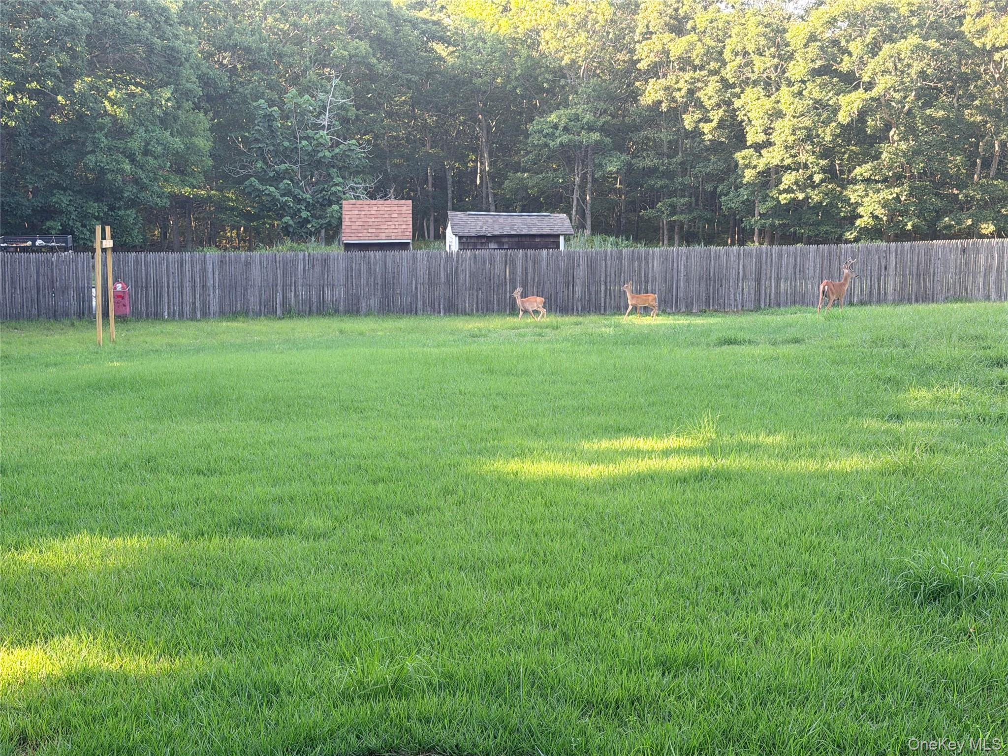Yard